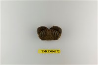 藏品(光輝瘤蟹)的圖片